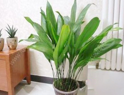 客厅门口放什么植物好？
