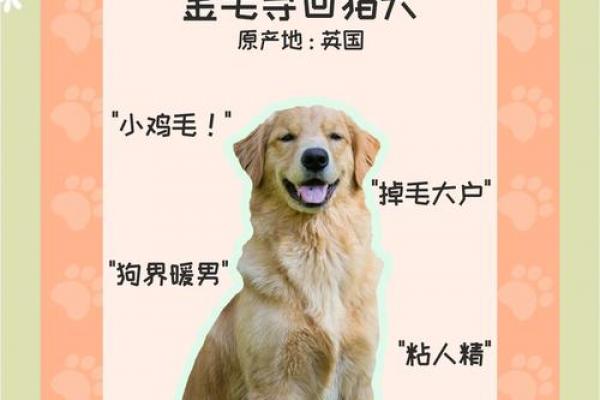 金狗命运势解析