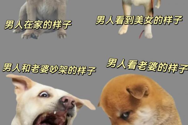狗女最嫌弃的生肖男