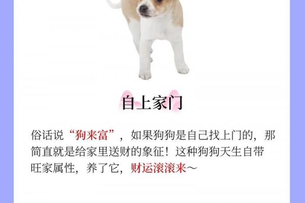 金狗与金狗命是否相合