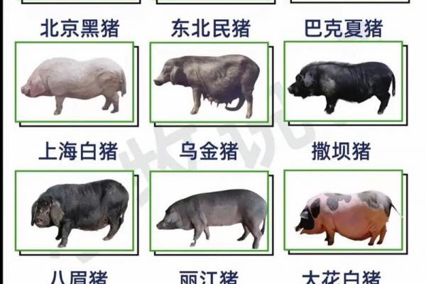 出卖属猪人最厉害的是谁