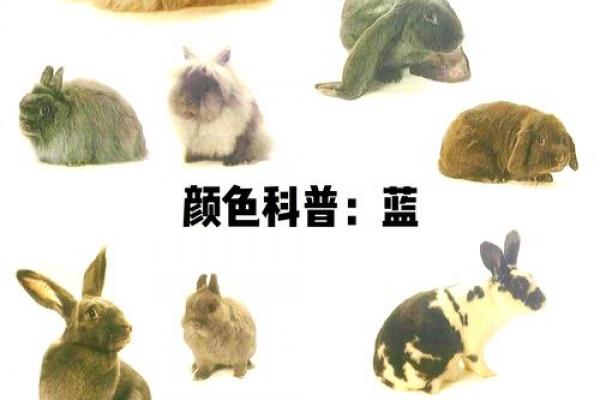 2026属兔者需避开的大忌颜色
