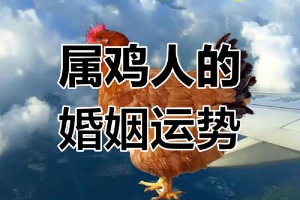 木鸡命与何命相配