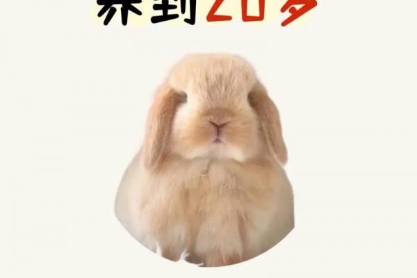属兔女子何人相伴终老