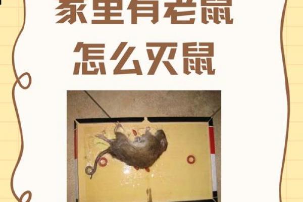鼠最倒霉三刻钟