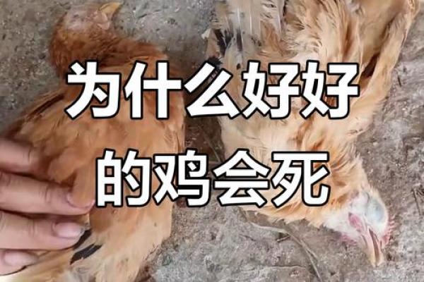 69年属鸡者下半年将遇重大变故