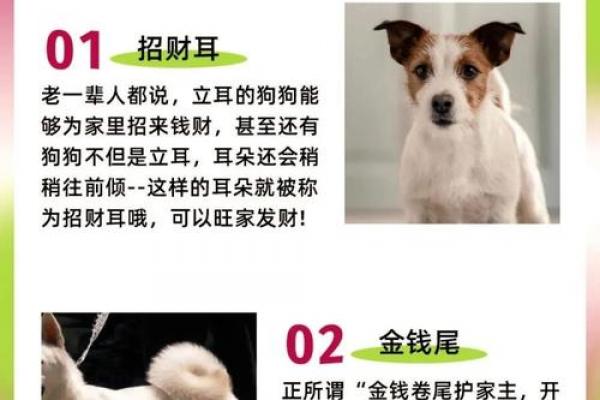 属狗者从事哪些职业最赚钱，适合属狗人的职业方向