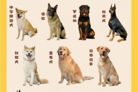 谁会守护属狗之人