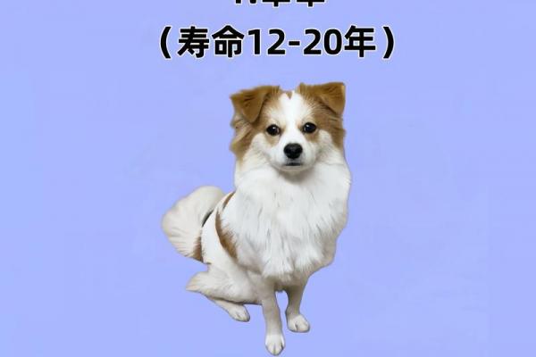 几月出生的狗命劳碌一生