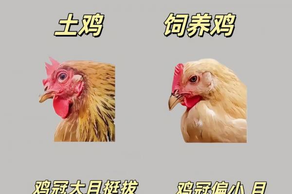 生肖鸡最适合的副业方向及属鸡人最佳副业推荐