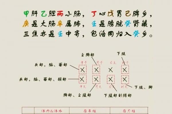 十天干对应人体部位的详细解析