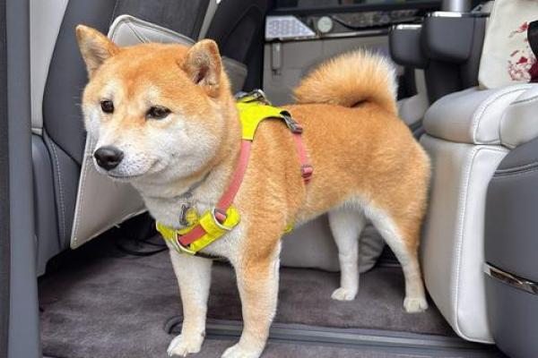 属狗者车内摆放何物最助运势