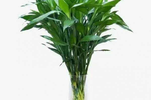 属兔者卧室旺财植物推荐