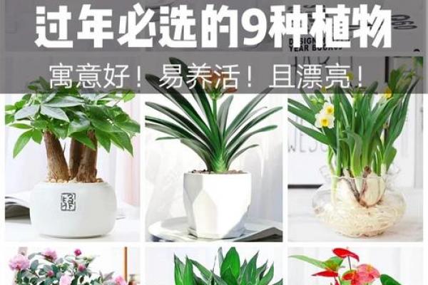属兔者卧室旺财植物推荐