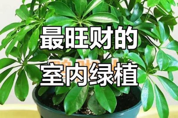属羊者卧室旺财植物推荐