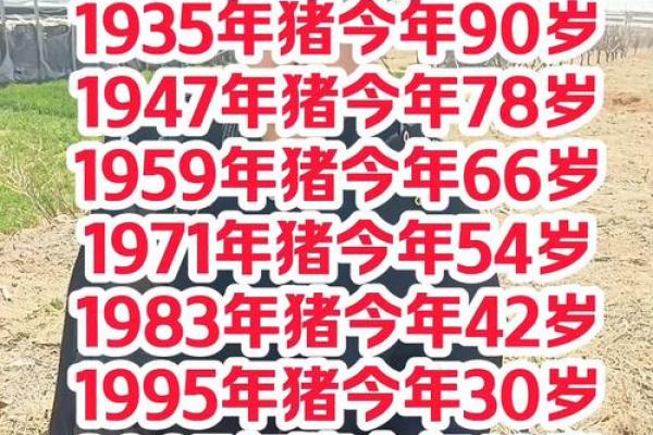 属猪者2026年需警惕哪些事项