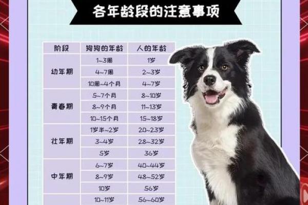 11月降生的狗狗命格如何