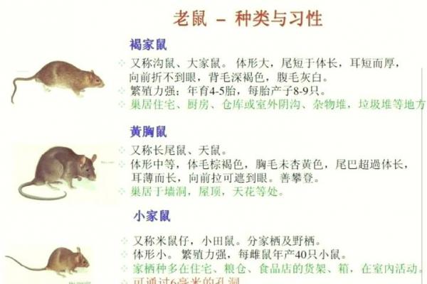 土鼠命最忌三样东西