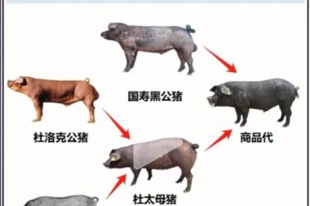 猪的天敌对应哪个生肖