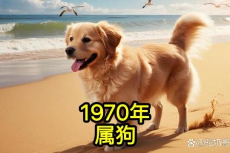 金狗命与哪些生肖最相配