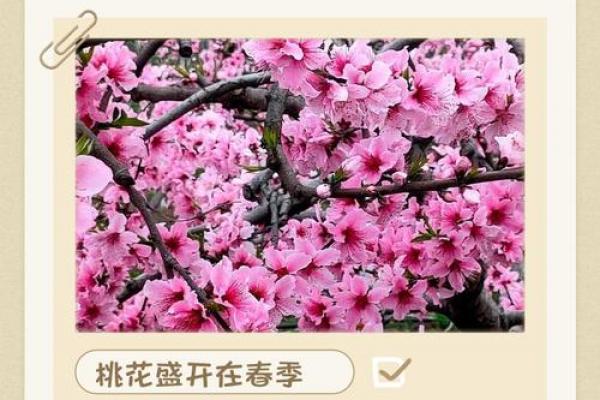 2026年龙年旺桃花指南