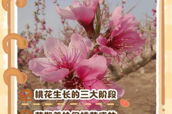 2026年龙年旺桃花指南