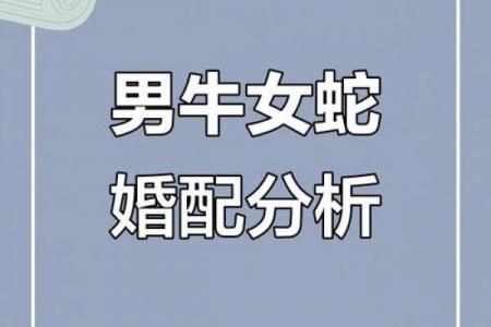 属牛人最佳伴侣与最深爱之人