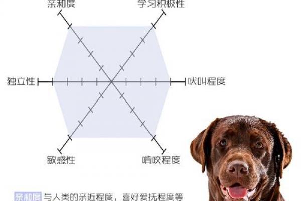 属狗人是否记仇及报复心理强弱分析