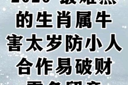 属牛2026年面临哪三灾，全年运势如何