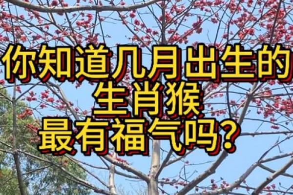 属猴者哪个月份出生福气最旺，属猴几月生为上等命格
