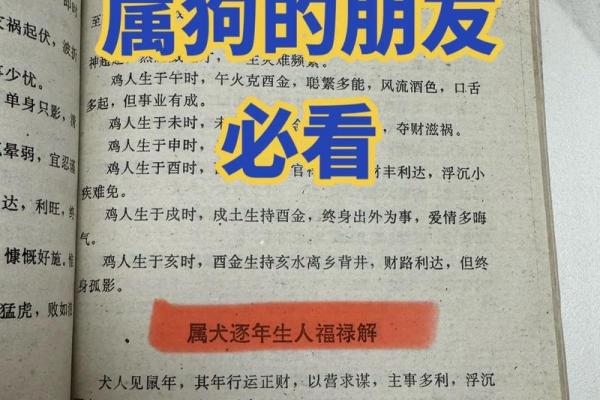 2026年属狗人偏财运势最强的生肖搭配及行业推荐