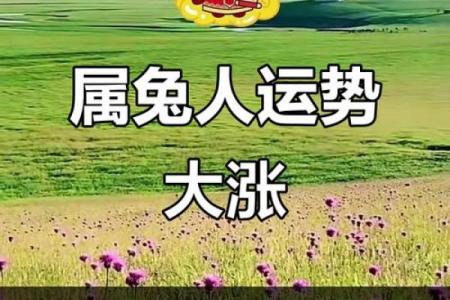 2026属兔人下半年需警惕