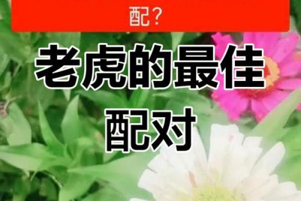 1986年属虎女性最佳配偶匹配