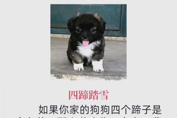属狗者招惹何人最凶狠