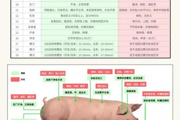 07年出生属猪者最抢手的职业