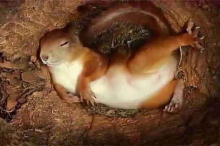 寒冬中老鼠的结局如何