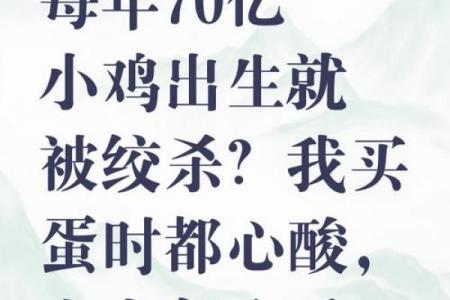 六月鸡：苦命还是富命