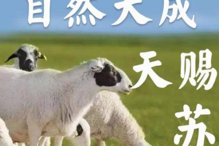 属羊人一生的恩人属相