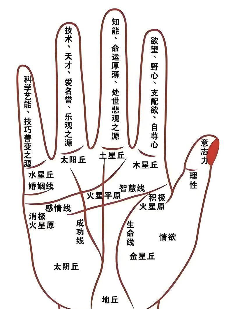 手相学