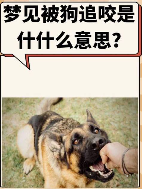 不同生肖属相梦见被狗咬的解析_梦见被狗咬的预兆_﻿梦见被狗咬