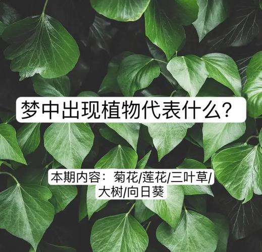 女人梦见绿色植物蔫了_女人梦见绿色植物蔫了预示感情问题_女人梦见绿色植物蔫了预示财运波动