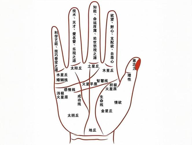 手相主要纹路解读_手相形状五行分类性格_手相形状