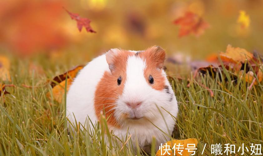属鼠人几月出生最有福气，几月最苦？