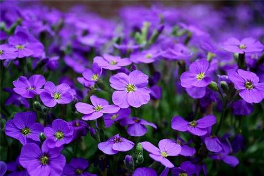 梦见漂亮的花_周公解梦花预示_梦见漂亮的花