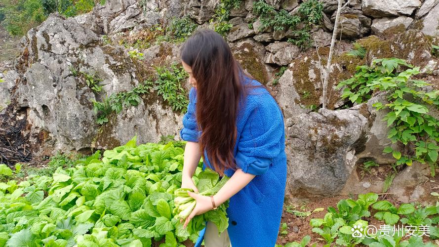 女人梦见摘青菜_女人梦见摘青菜是什么意思_梦见摘青菜的运势解析