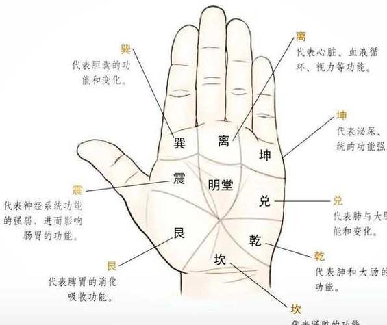 女性左手相学解读_女左手相_生命线健康运势分析