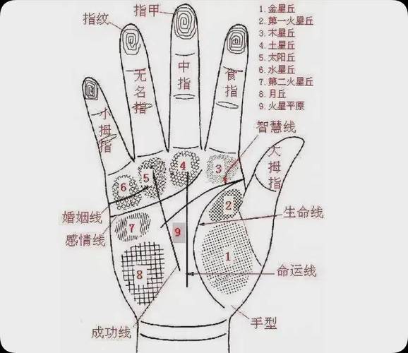 女性右手事业财运线_女右手相_女性右手婚姻感情线