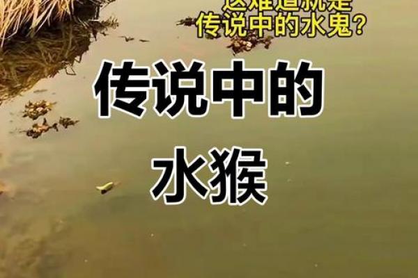 1992年属相是金猴还是水猴