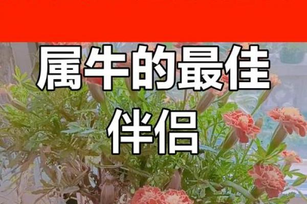 牛男最的属相女