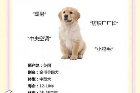 金狗命运势如何